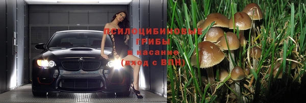 стаф Пересвет